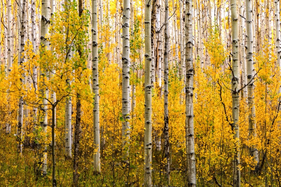 Nerw Growth Aspens - Fine Art Landscape Photography by Tom Heywood