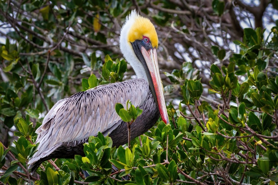 Brown Pelican - Fine Art Landscape Photography by Tom Heywood