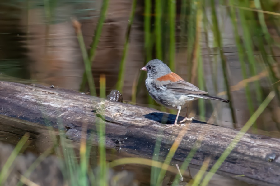 Rocky Mountain Junco - Fine Art Landscape Photography by Tom Heywood
