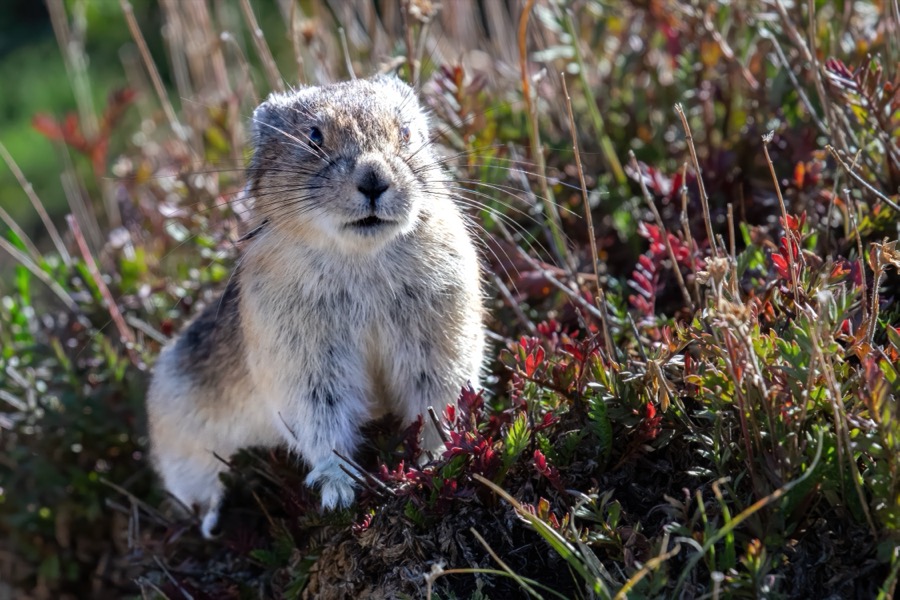 American Pika - Fine Art Landscape Photography by Tom Heywood