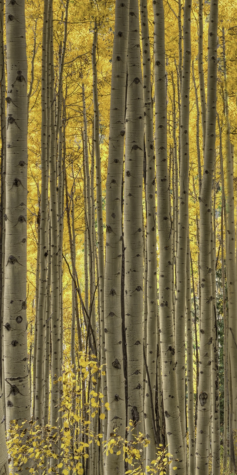 Tall Aspens Vertical Pano - Fine Art Landscape Photography by Tom Heywood