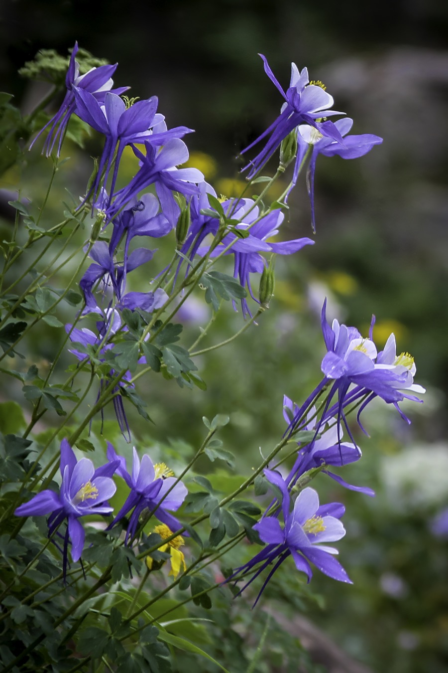 Columbine Patch - Fine Art Landscape Photography by Tom Heywood