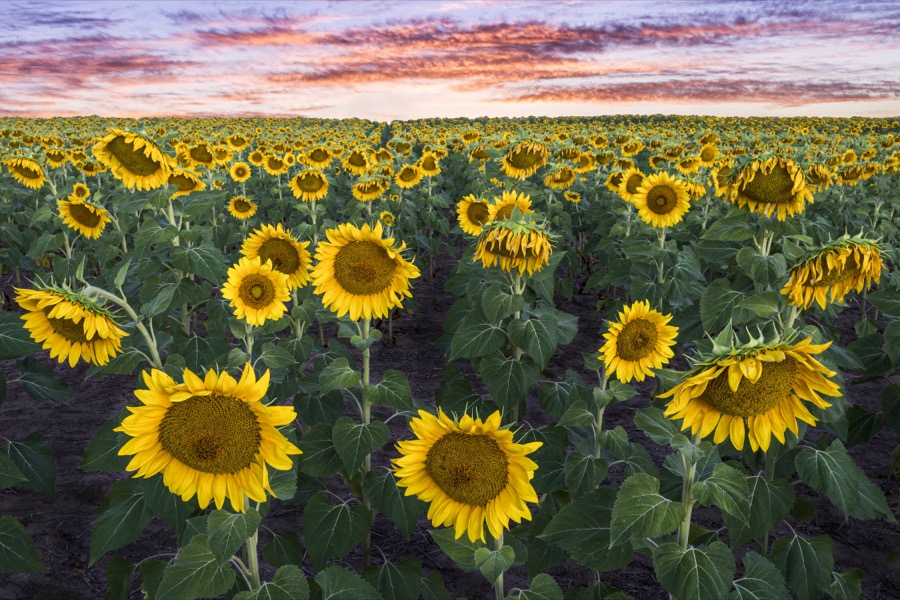 Sunflower Sunrise - Fine Art Landscape Photography by Tom Heywood