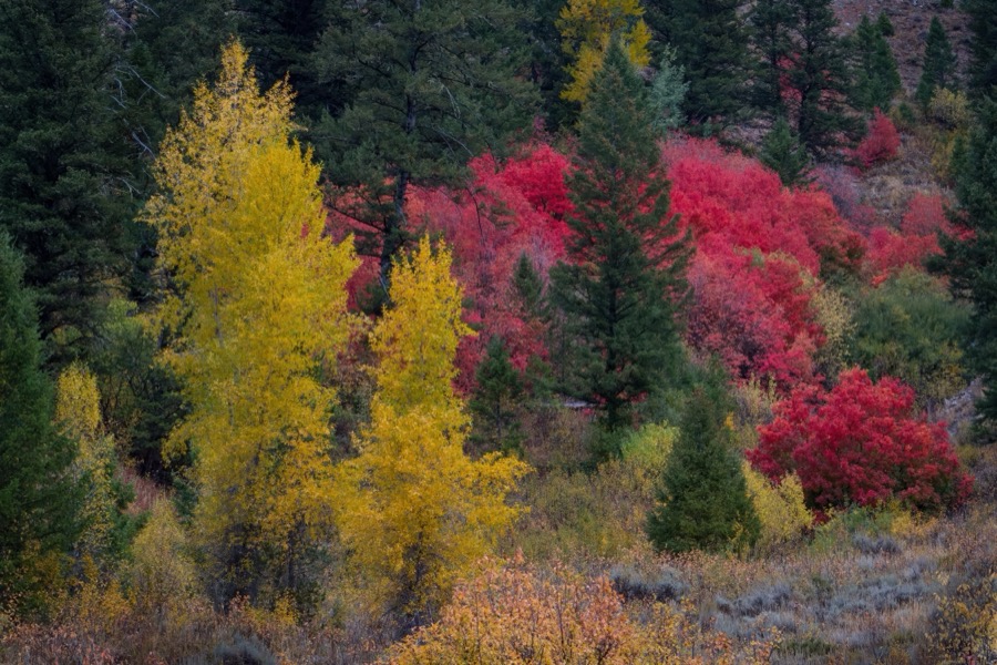 Wyoming Maples - Fine Art Landscape Photography by Tom Heywood