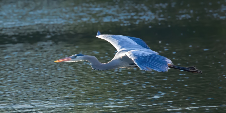 Great Blue Heron in Flight - Fine Art Landscape Photography by Tom Heywood
