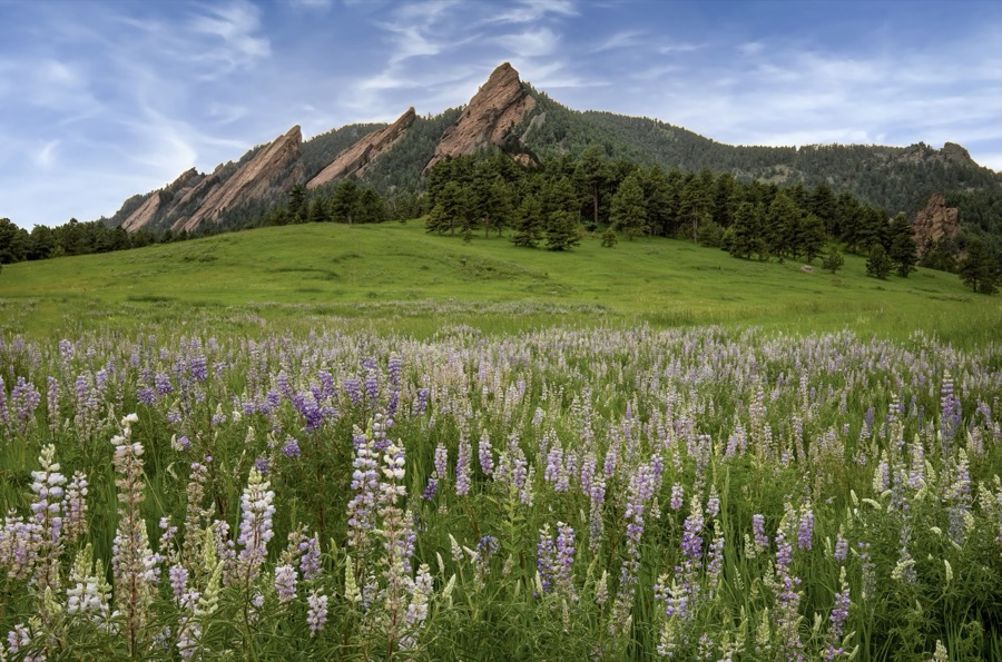 Flatiron Lupines - Fine Art Landscape Photography by Tom Heywood