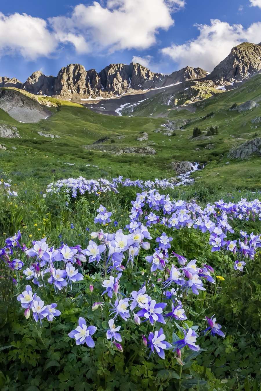 American Basin Columbine Portrait - Fine Art Landscape Photography by Tom Heywood