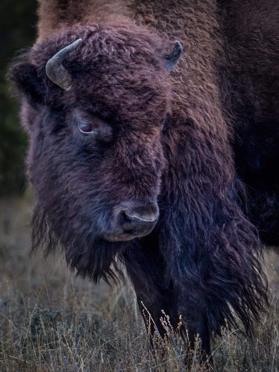 American Bison - Fine Art Landscape Photography by Tom Heywood