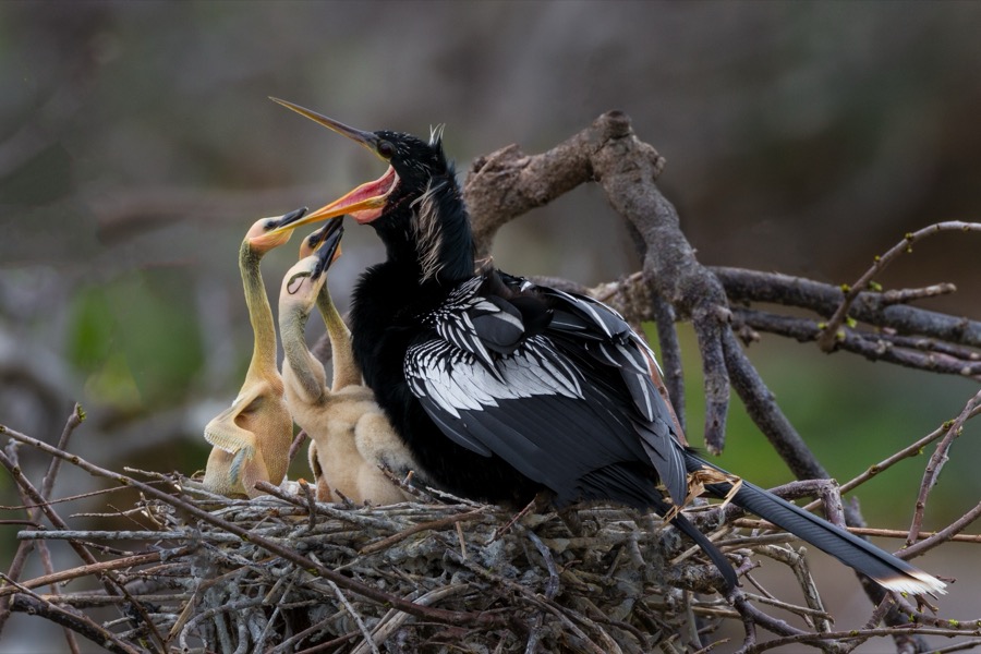 Anhinga Mom and Chicks - Fine Art Landscape Photography by Tom Heywood