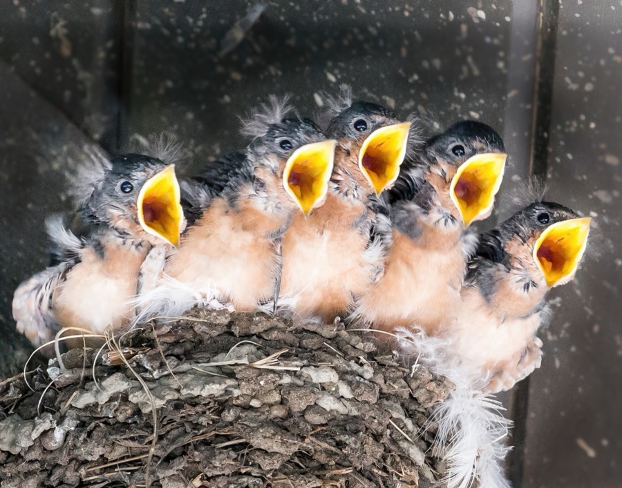 Barn Swallow Chicks - Fine Art Landscape Photography by Tom Heywood