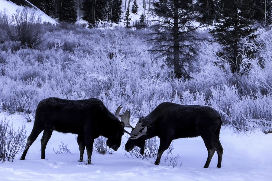 Bull Moose Brothers in Winter - Fine Art Landscape Photography by Tom Heywood