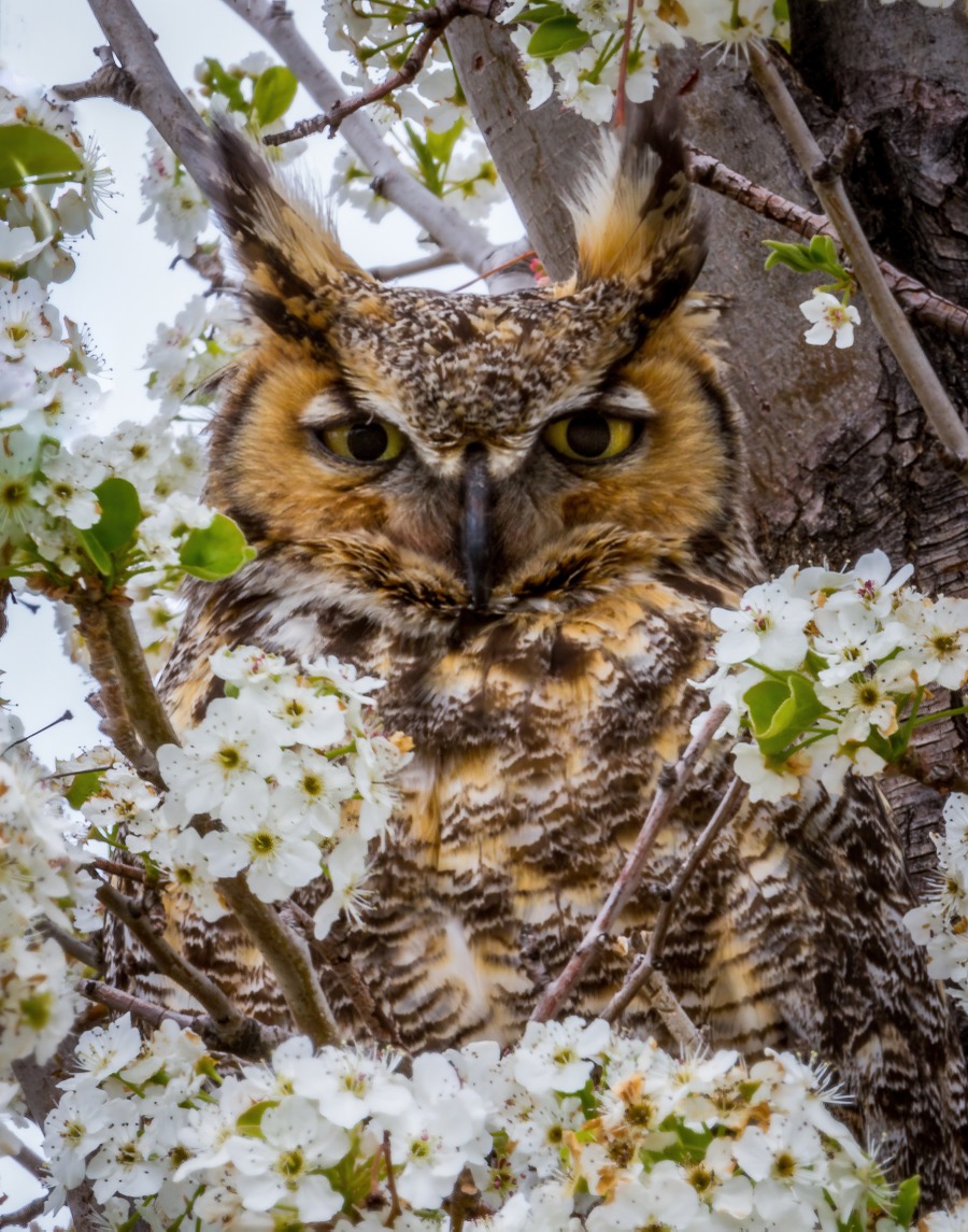 Great Horned Owl - Fine Art Landscape Photography by Tom Heywood