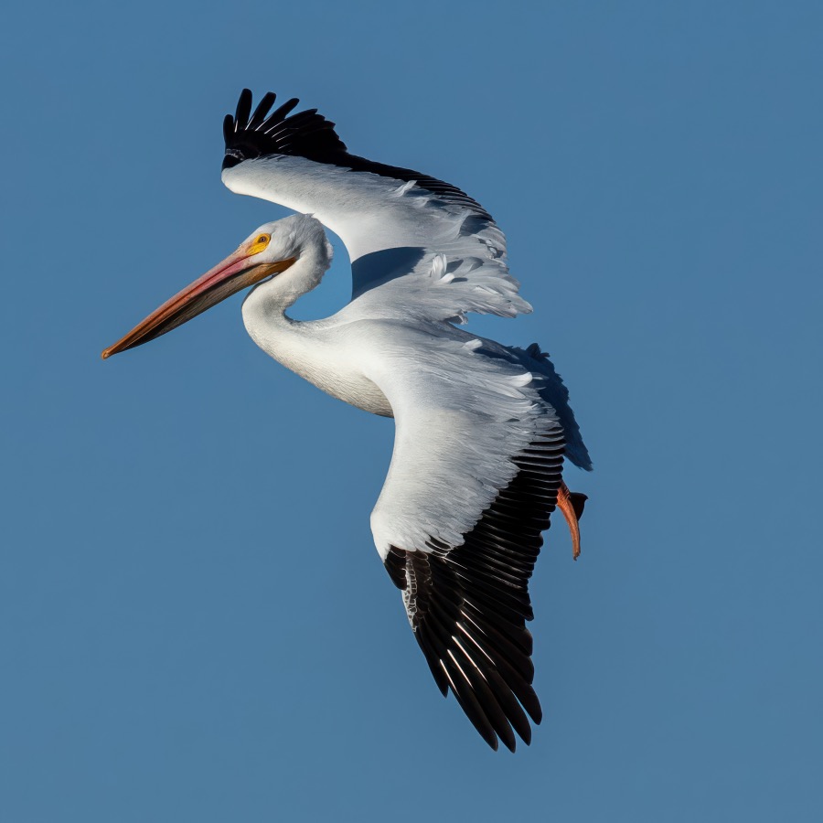 Great American Pelican in Flight - Fine Art Landscape Photography by Tom Heywood