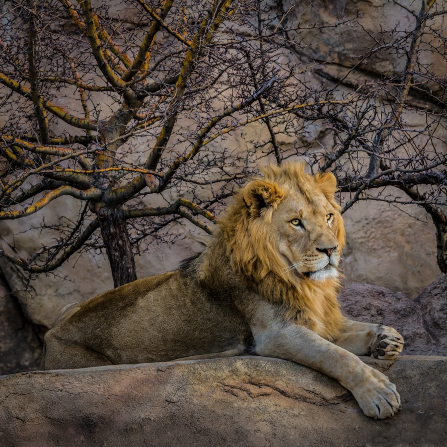 Proud Lion at Sunset - Fine Art Landscape Photography by Tom Heywood