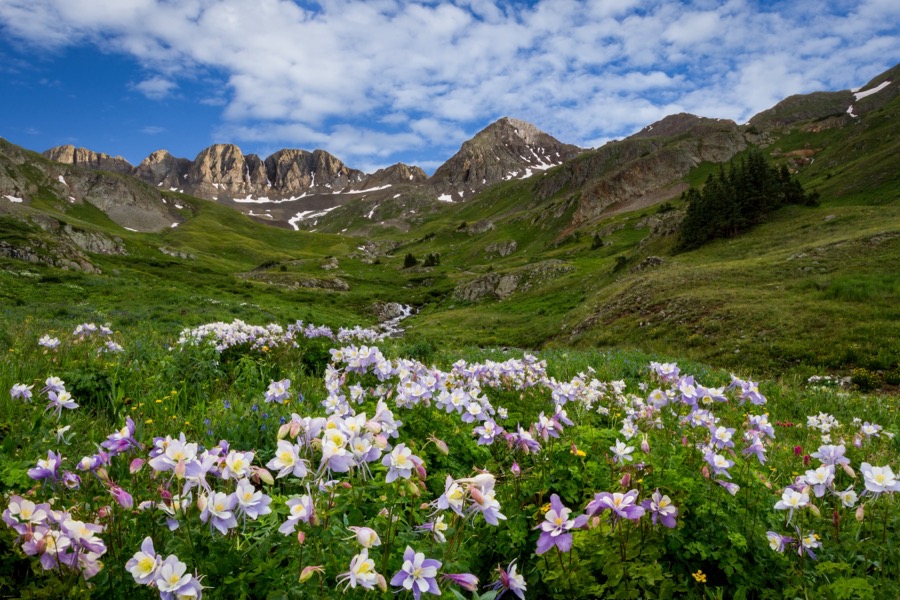 American Basin Columbine Landscape - Fine Art Landscape Photography by Tom Heywood