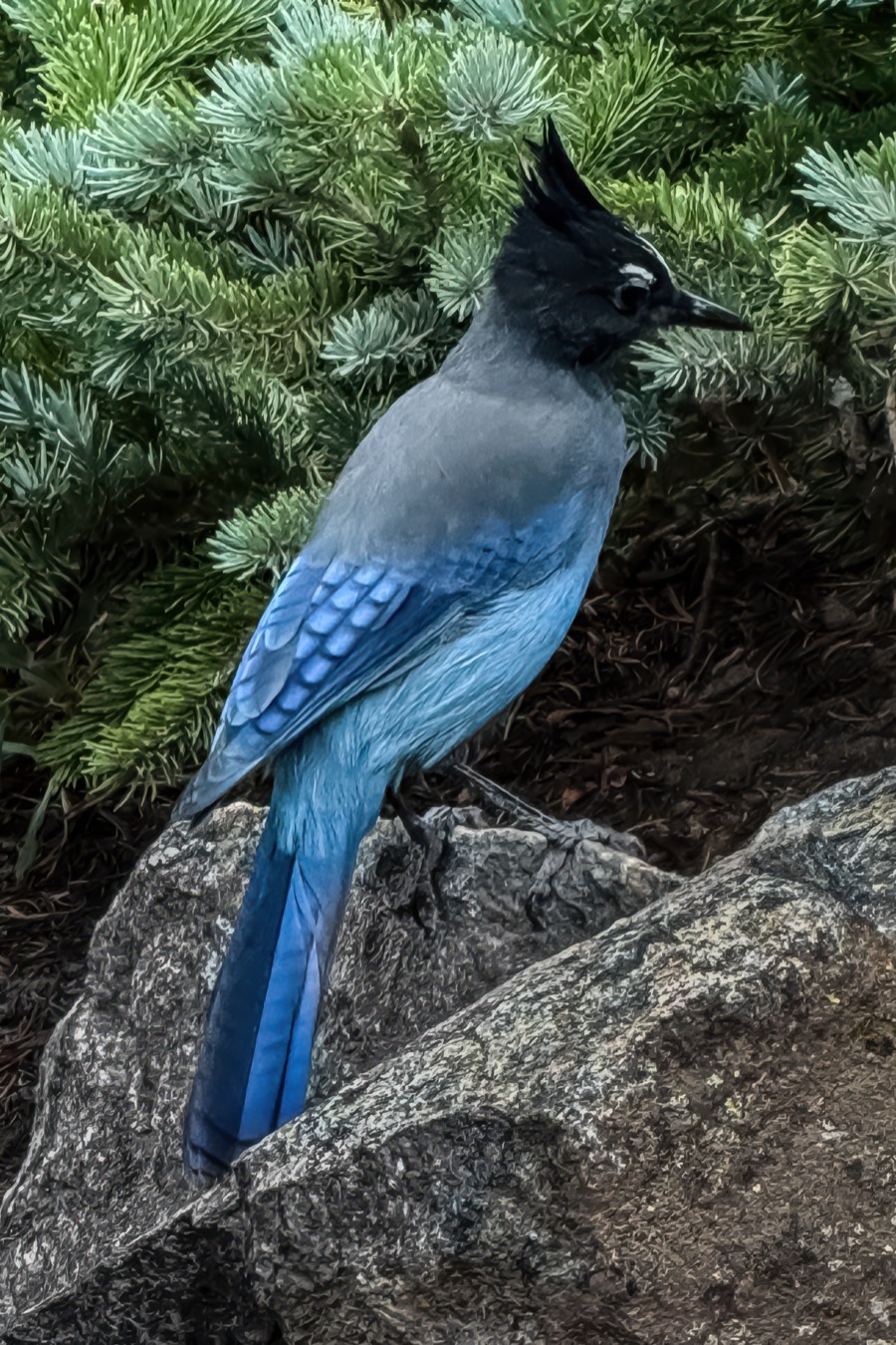 Steller Jay - Fine Art Landscape Photography by Tom Heywood
