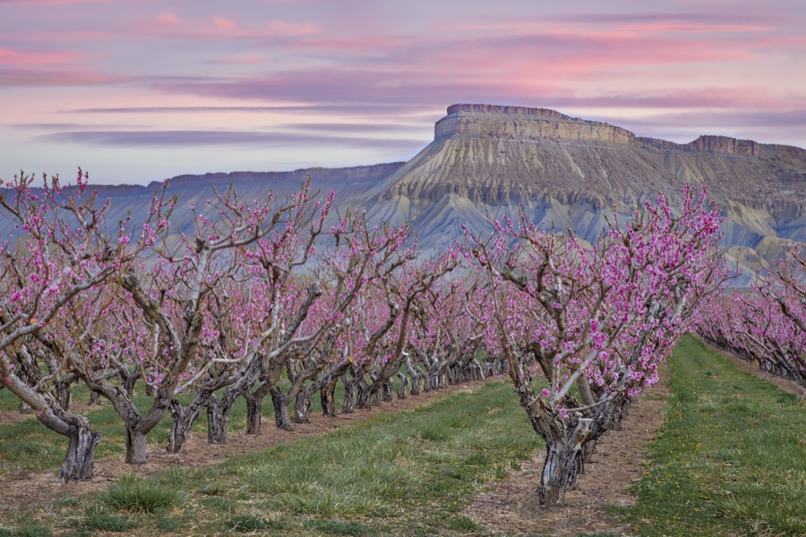 Palisade Peachy Sunrise - Fine Art Landscape Photography by Tom Heywood