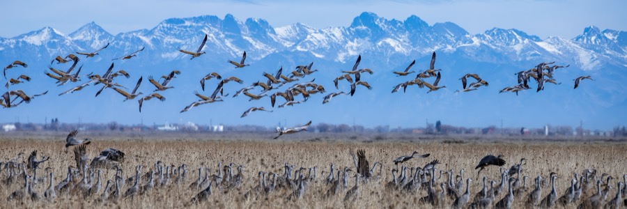 Sand Hill Crane Migration - Fine Art Landscape Photography by Tom Heywood