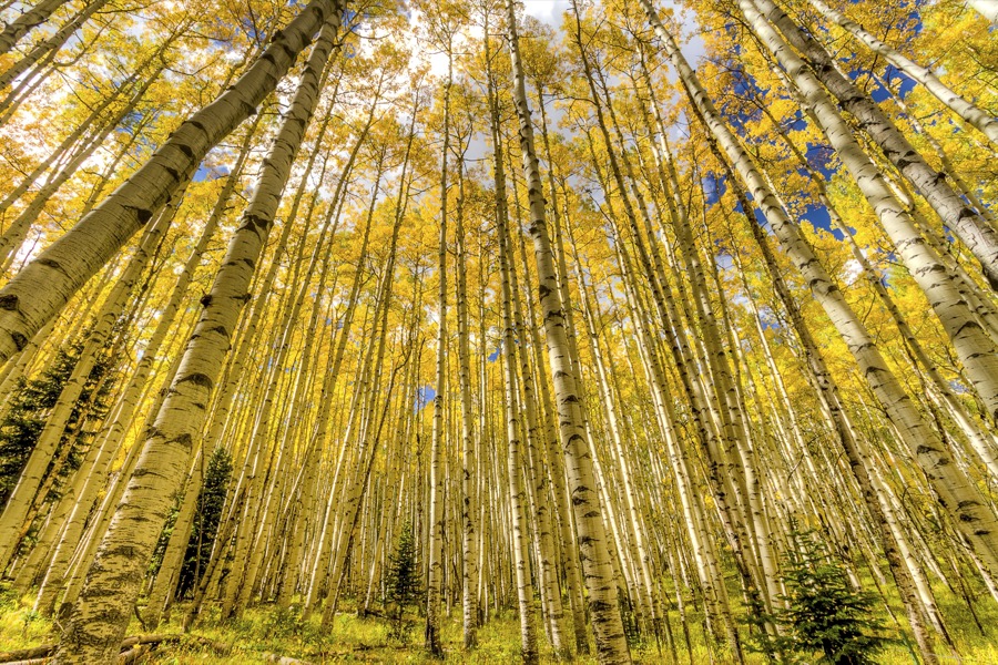 Aspens Wide - Fine Art Landscape Photography by Tom Heywood