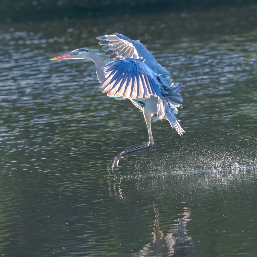 Great Blue Heron Landing - Fine Art Landscape Photography by Tom Heywood