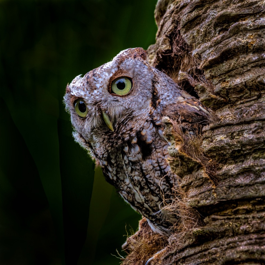 Screech Owl - Fine Art Landscape Photography by Tom Heywood