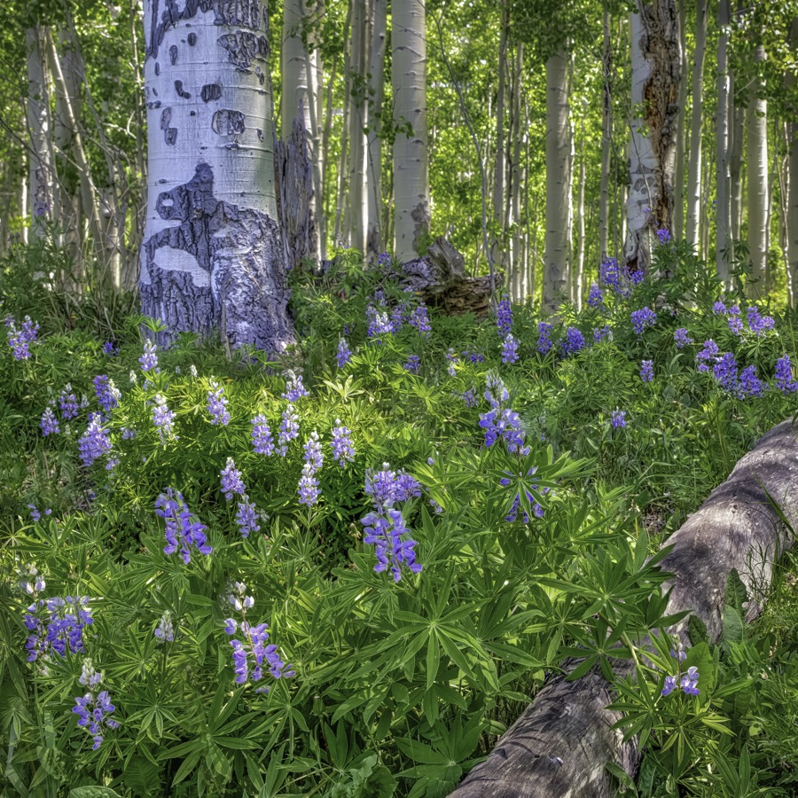Lupine Forest - Fine Art Landscape Photography by Tom Heywood