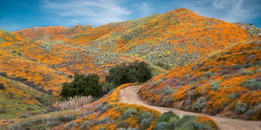 California Superbloom - Fine Art Landscape Photography by Tom Heywood
