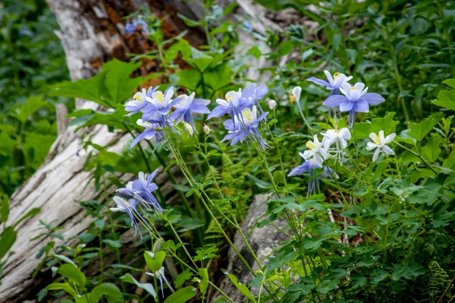 Columbine in the Rocks - Fine Art Landscape Photography by Tom Heywood