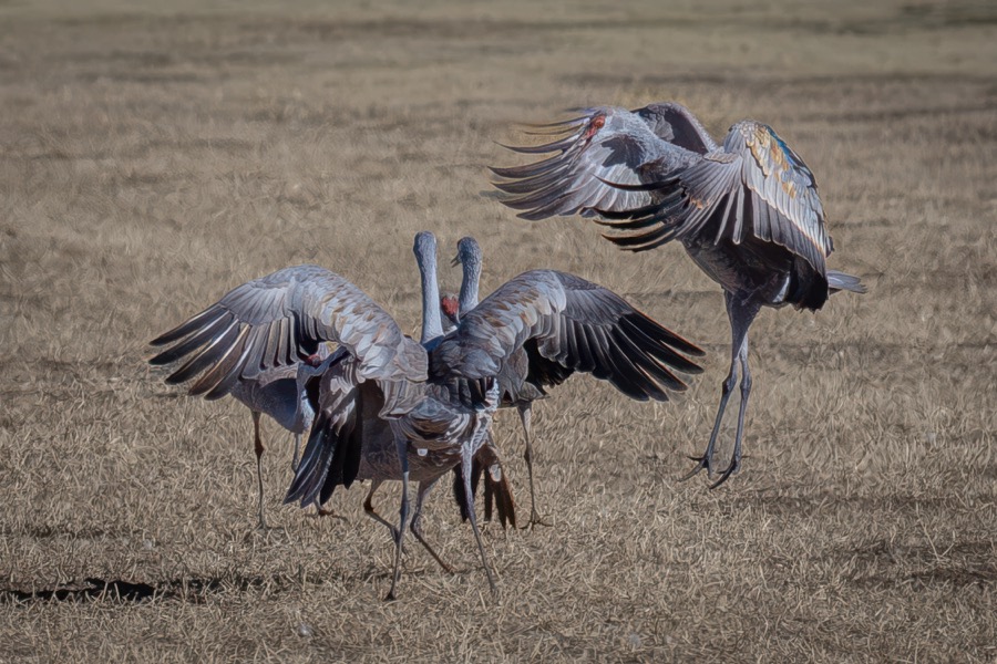 Sand Hill Crane Dance - Fine Art Landscape Photography by Tom Heywood