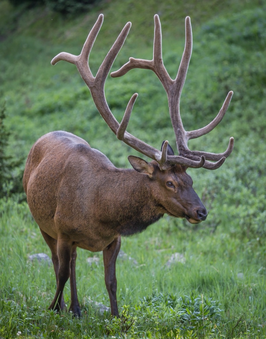 Bull Elk in Velvet - Fine Art Landscape Photography by Tom Heywood