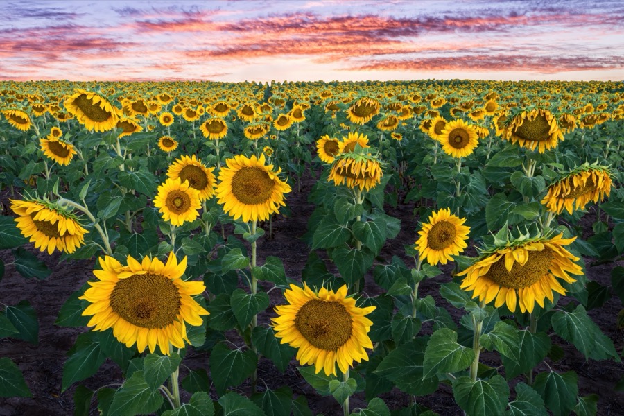 Sunflower Sunrise - Fine Art Landscape Photography by Tom Heywood