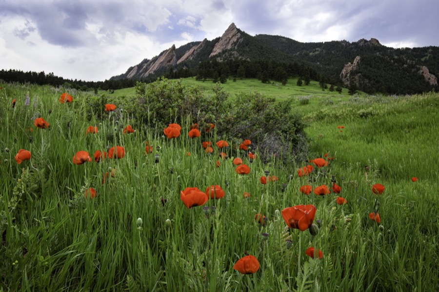 Flatiron Poppies - Fine Art Landscape Photography by Tom Heywood