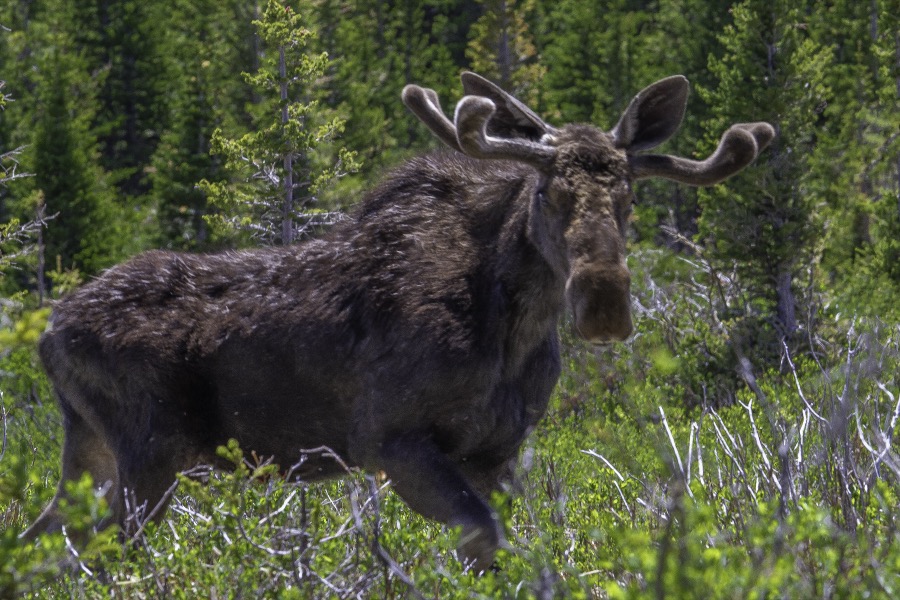 Bull Moose Velvet Rack - Fine Art Landscape Photography by Tom Heywood