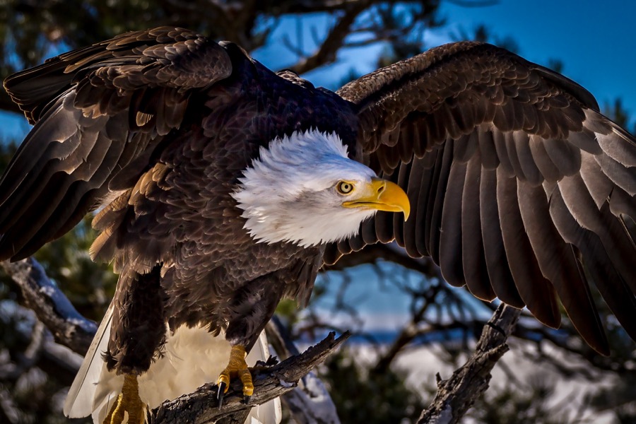 American Eagle - Fine Art Landscape Photography by Tom Heywood