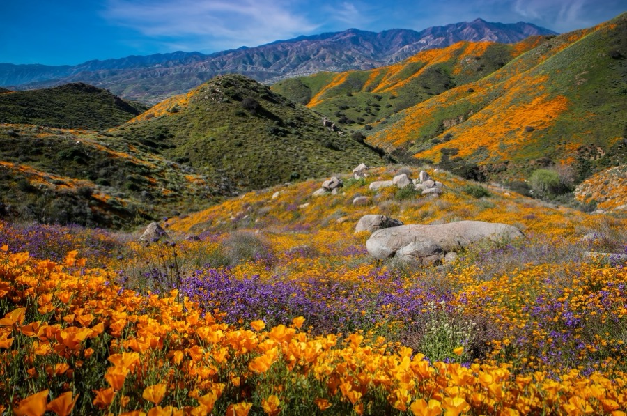 Valley View Poppies - Fine Art Landscape Photography by Tom Heywood