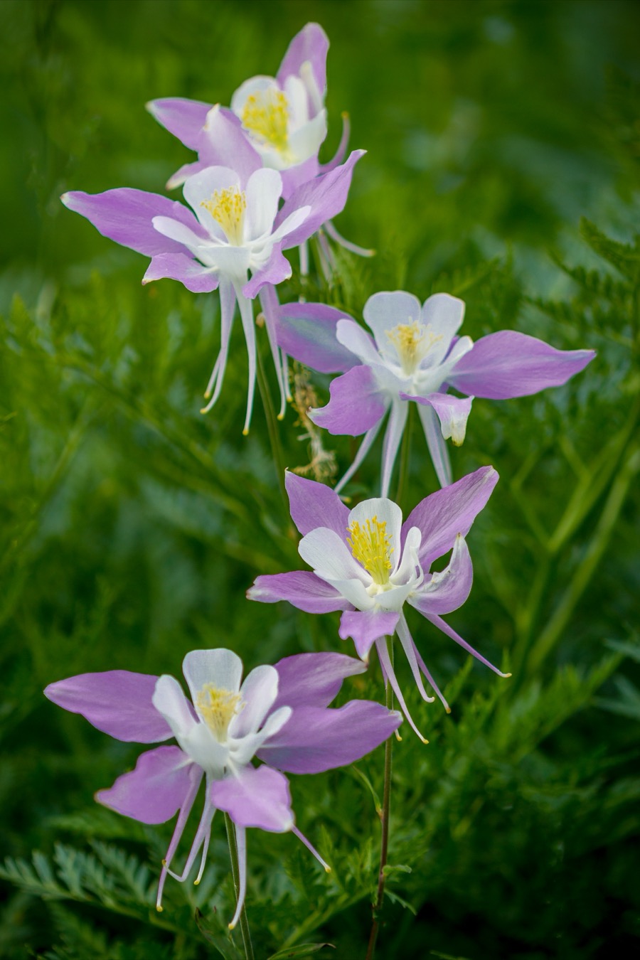 Columbine Portrait - Fine Art Landscape Photography by Tom Heywood