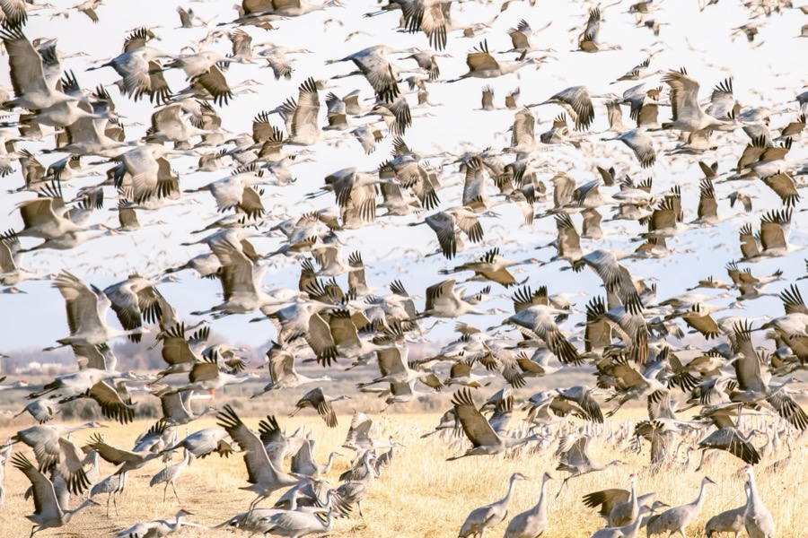 Sandhill Crane Migration - Fine Art Landscape Photography by Tom Heywood
