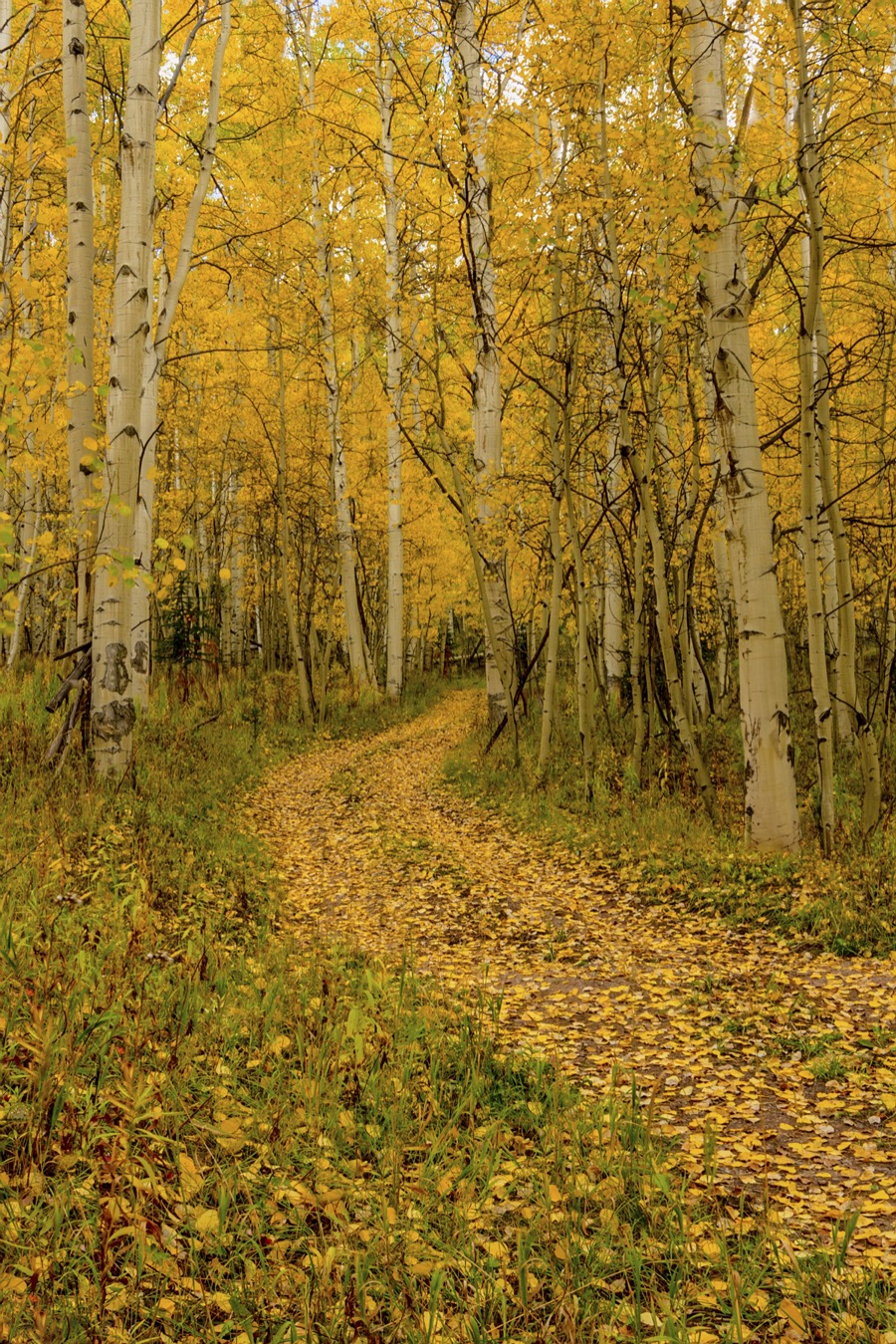 Aspen Road - Fine Art Landscape Photography by Tom Heywood