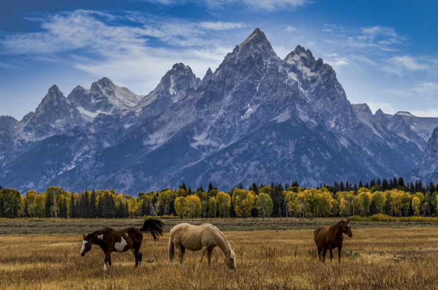 Majestic Pasture Tetons - Fine Art Landscape Photography by Tom Heywood