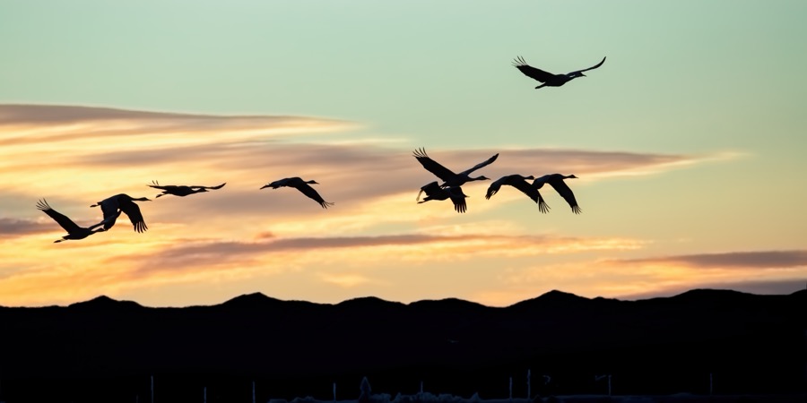 Sandhill Crane in Flight - Fine Art Landscape Photography by Tom Heywood