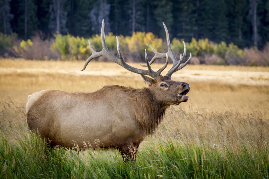 Bull Elk Bugling - Fine Art Landscape Photography by Tom Heywood