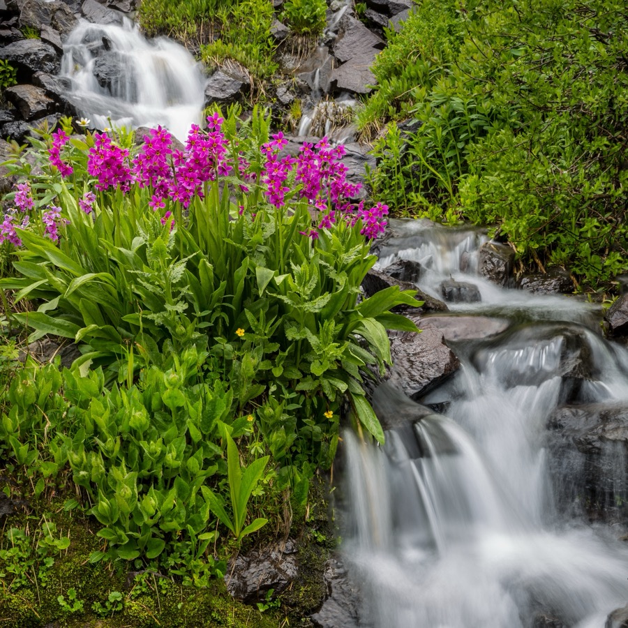 Perry's Primrose - Fine Art Landscape Photography by Tom Heywood