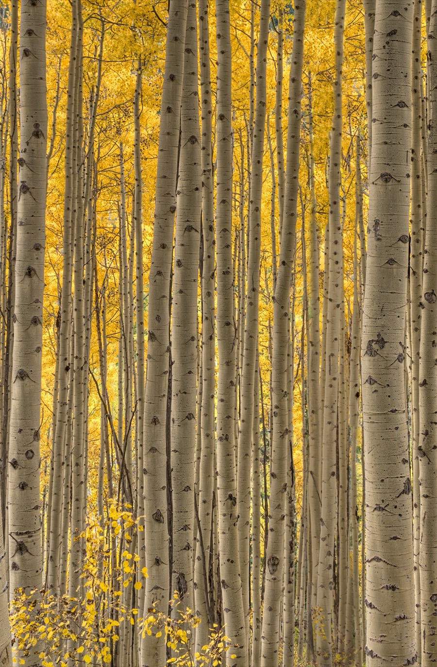 Tall Aspens - Fine Art Landscape Photography by Tom Heywood