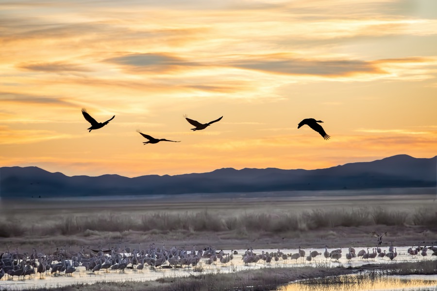 Sand Hill Crane Sunrise - Fine Art Landscape Photography by Tom Heywood