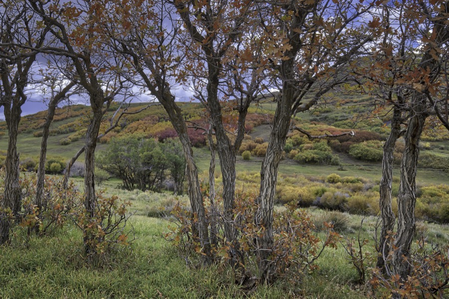 Willows and Oaks - Fine Art Landscape Photography by Tom Heywood