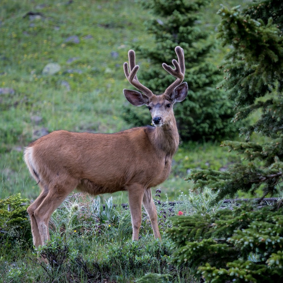 Deer Buck in Velvet - Fine Art Landscape Photography by Tom Heywood