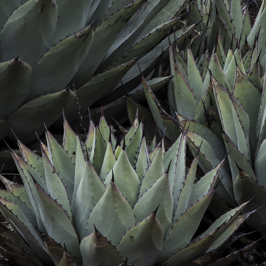 Agave - Fine Art Landscape Photography by Tom Heywood