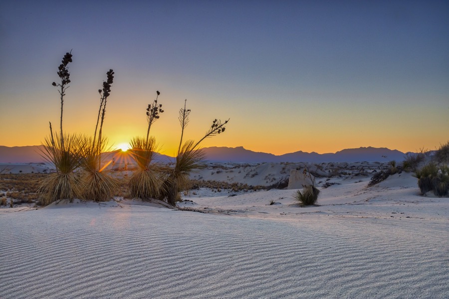 Yucca Sunburst - Fine Art Landscape Photography by Tom Heywood