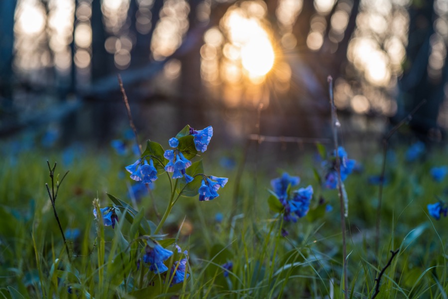 Morning Sun on the Bluebells