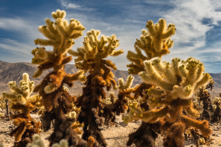 Cholla Cactus Garden Joshua Tree National Park